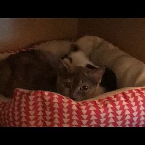 Meet your Posher, Yourian